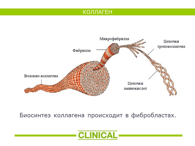 КОЛЛАГЕН Биосинтез коллагена происходит в фибробластах.